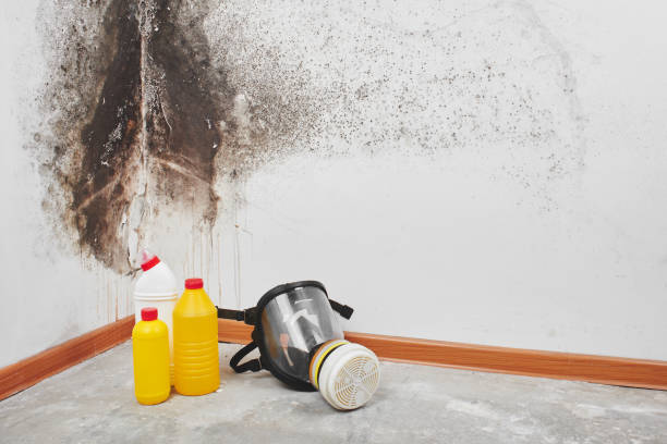 Mold Removal and Inspection in Forest Lake, MN