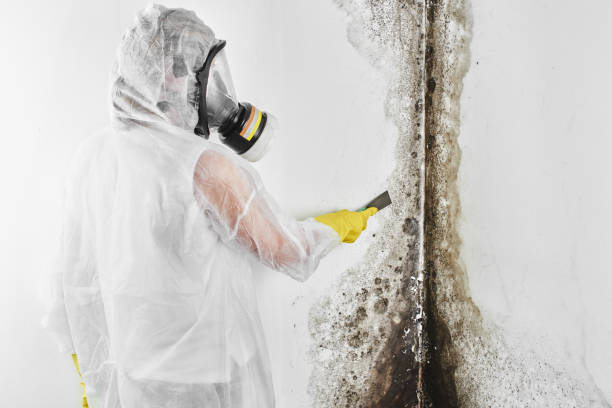 Best Mold Testing  in Forest Lake, MN