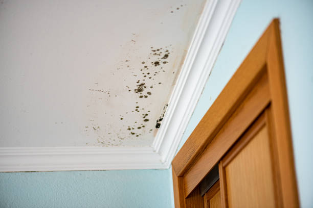 Best Attic Mold Removal  in Forest Lake, MN