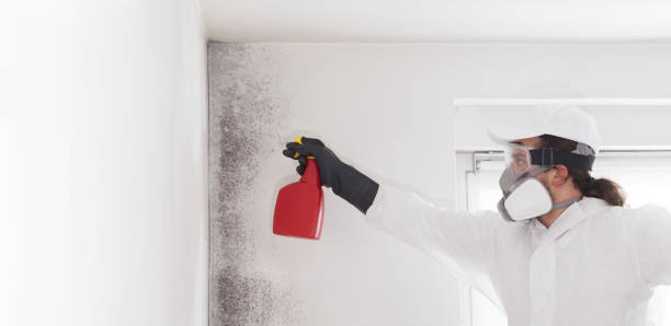 Best Emergency Mold Removal  in Forest Lake, MN