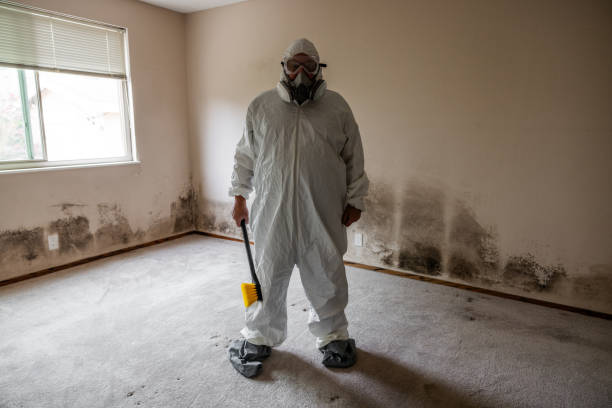 Attic Mold Removal in Forest Lake, MN