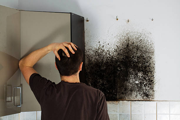 Best Mold Removal Near Me  in Forest Lake, MN